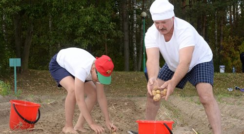 Aleksander Łukaszenka i jego syn Mikołaj zbierają ziemniaki w rezydencji państwowej w Drozdach