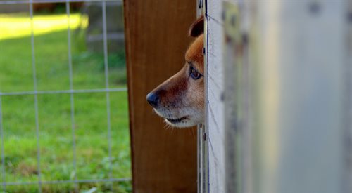 Organizatorzy akcji od lat przekonują do tego, aby psy traktować z szacunkiem, jak żywe istoty, które czują i myślą