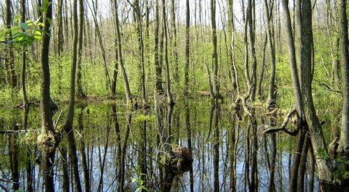 Puszcza Kampinoska  kompleks leśny leżący w centralnej Polsce, na północny zachód od Warszawy. Powierzchnia tego obszaru to ok. 670 km, jednak tylko ok. 270 km zajmują lasy. Obecnie w większości teren należy do Kampinoskiego Parku Narodowego