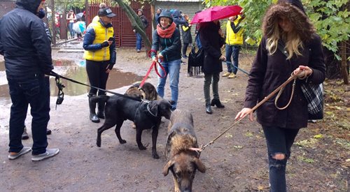 Podczas Czwórkowej akcji w Fundacji Azylu pod Psim Aniołem każdy mógł wyprowadzić psiaki na spacer