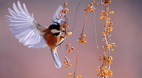 Obserwator ptaków musi wykazać się cierpliwością i spokojem, gdyż ptaki są zwykle płochliwe