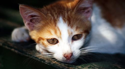 Zwierzolubna Kinga Izdebska w biurze kotów znalezionych