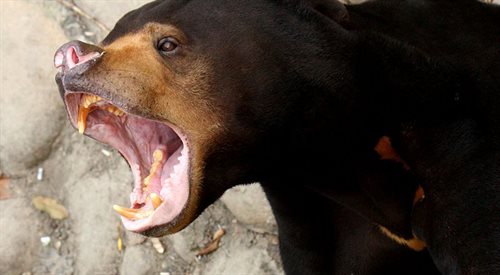 Niedźwiedź malajski to jeden z najrzadziej występujących gatunków niedźwiedzi