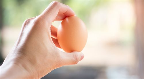 Ile tajemnic kryje jajko?