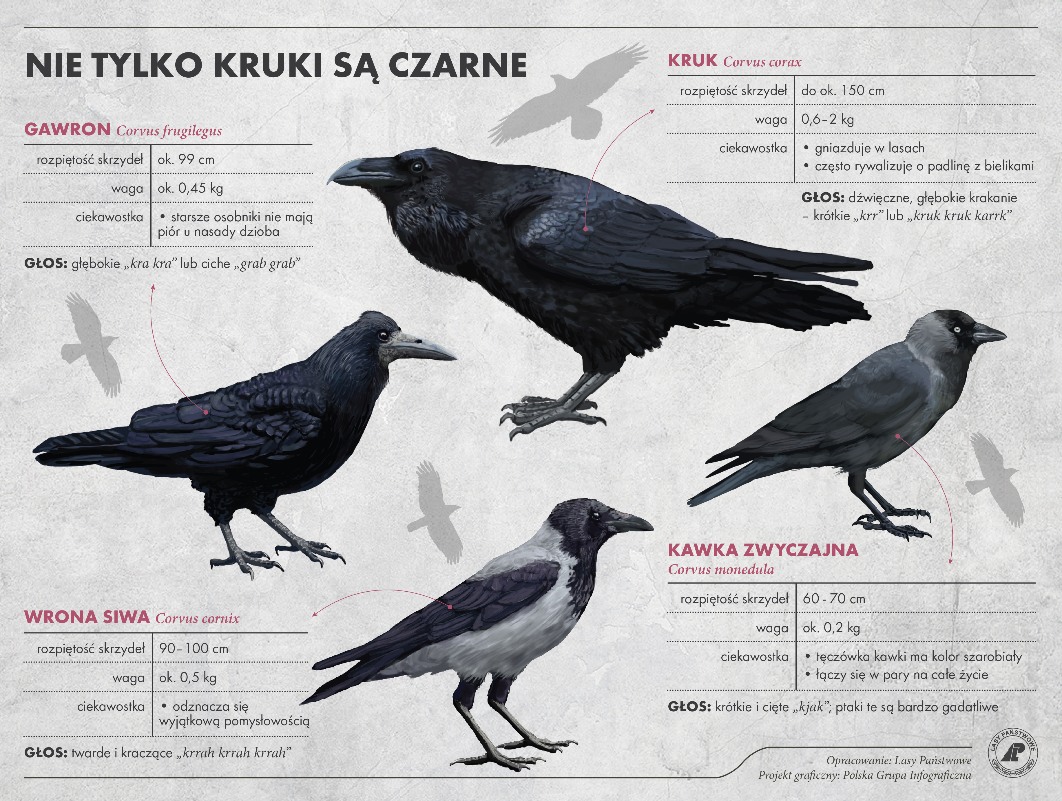 Kruk, wrona, gawron i kawka – czym się od siebie różnią?   Foto:  Lasy Państwowe/Polska Grupa Infograficzna