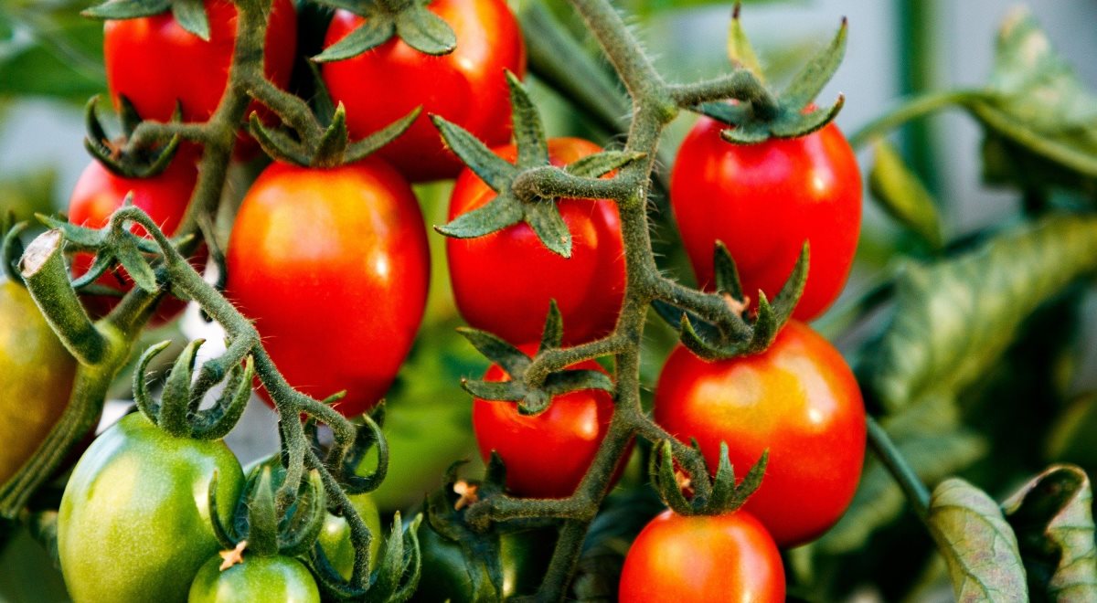 pixabay pomidory 1200.jpg
