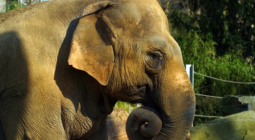 Dieta słoni w ogrodach zoologicznych powinna być zróżnicowana i zbliżona do tej, jaką miałyby w naturalnych warunkach. Karmienie ich głównie fistaszkami odpada