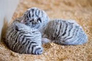 Białe tygryski bengalskie rodziły się w ZOO Safari w Borysewie już kilkakrotnie