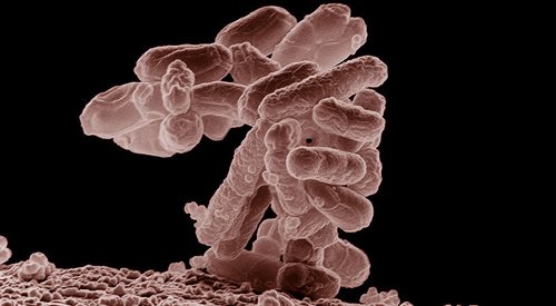 E. coli jeden z podstawowych gatunków bakterii wchodzących w skład flory jelitowej