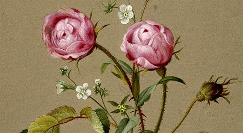 Róża (zdj. ilustracyjne)