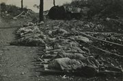 Zwłoki żołnierzy poległych na polu bitwy. Rejon Monte Cassino, Włochy, maj 1944