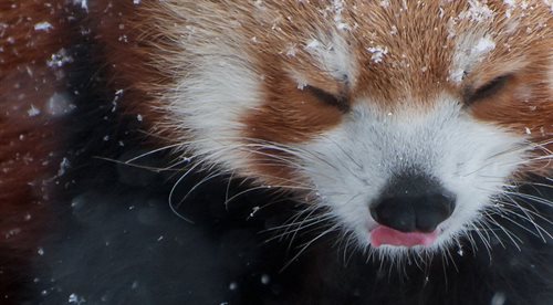 Zwierzęta w zoo dobrze reagują na pierwszy śnieg, choć po chwili zabaw w zimnie wolą wrócić do swoich ogrzewanych pomieszczeń