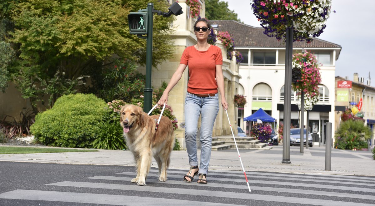 Pies przewodnik pomaga osobom niewidomym poruszać się po mieście