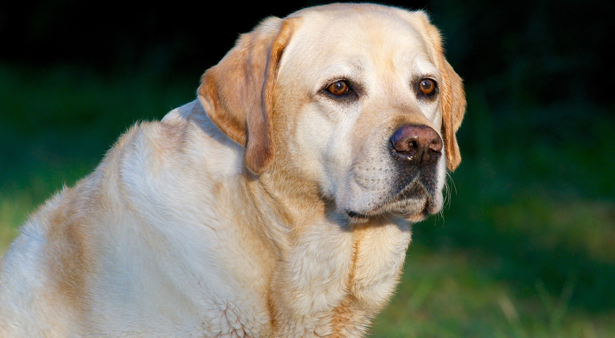 Labradory są cenionymi psami - przewodnikami (zdjęcie ilustracyjne)