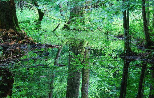 Białowieski Park Narodowy. Podmokły las olszowy. Wikimedia Commons cc. Fot.: Lilly M