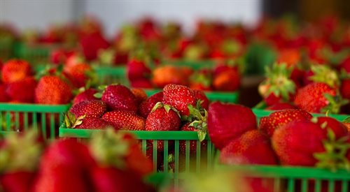 W Polsce nie ma upraw owoców i warzyw GMO