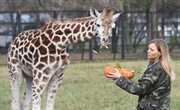 Żyrafek Gortat na wybiegu w warszawskim zoo