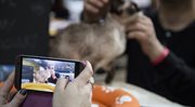 Warszawa: Międzynarodowa Wystawa Kotów Rasowych