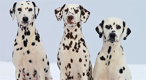 Do najbardziej fotogenicznych psów należą dalmatyńczyki
