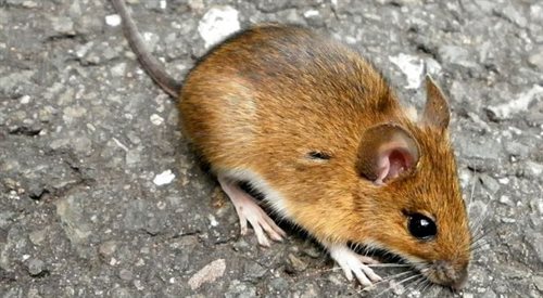 Ślepe myszy przejrzały dzięki komórkom macierzystym