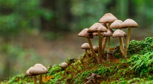Grzyby w służbie ekologii.  O tajemniczym życiu grzybów, tym jak tworzą nasz świat, zmieniają nasz umysł i kształtują przyszłość - wokół książki Maerlin Sheldrake Strzępki życia - opowiadała Katarzyna Zegadlo-Gałecka.