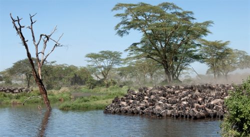 Narodowy Park Serengeti w Tanzanii