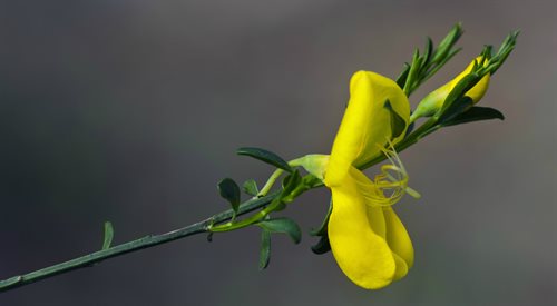Żarnowiec miotlasty - kwiat eksplozywny. Jedynie duże i silne owady są w stanie dostać się do jego wnętrza