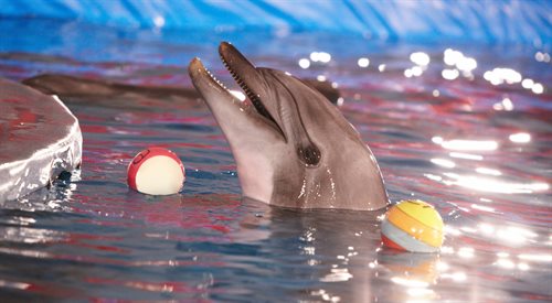 Są urocze, zabawne i mądre, bywają terapeutami. Zwierzęta delfiny są więc odławiane i trafiają do ciasnych basenów, gdzie nierzadko stają się atrakcją turystyczną