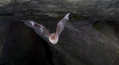 Nietoperze nie potrzebują światła i wzroku, żeby mknąć przez jaskinię pełną przeszkód. Jak to możliwe?