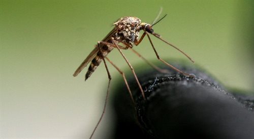 Skuteczne zmysły komarów
