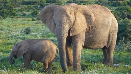 Słonie afrykańskie w Addo National Park
