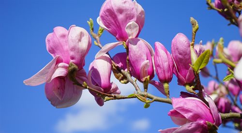 To właśnie teraz w Raciborzu kwitną magnolie
