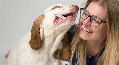 Czy pies ma mleczne zęby?
