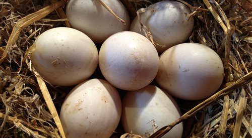 Kupowanie jajek u gospodarzy, którzy hodują kury wielu Polakom wydaje czymś naturalnym. Na razie jednak przepisy tego jednak zabraniają.