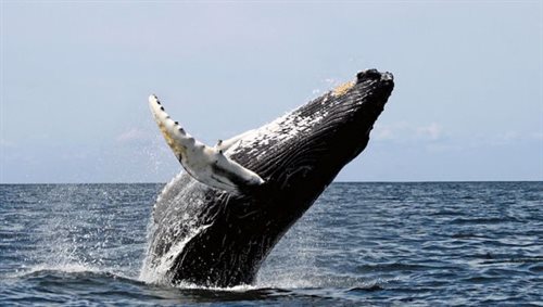 Japonia znów będzie łowić wieloryby