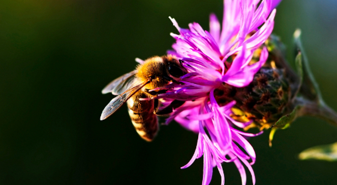 Pszczoły oprócz miodu dają nam... zapylanie. Mało kto ma świadomość, że co trzecią łyżkę spożywanego pokarmu zawdzięczamy właśnie im