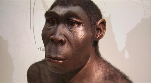 Plastyczna rekonstrukcja Homo erectusa (muzeum archeologiczne w Herne)