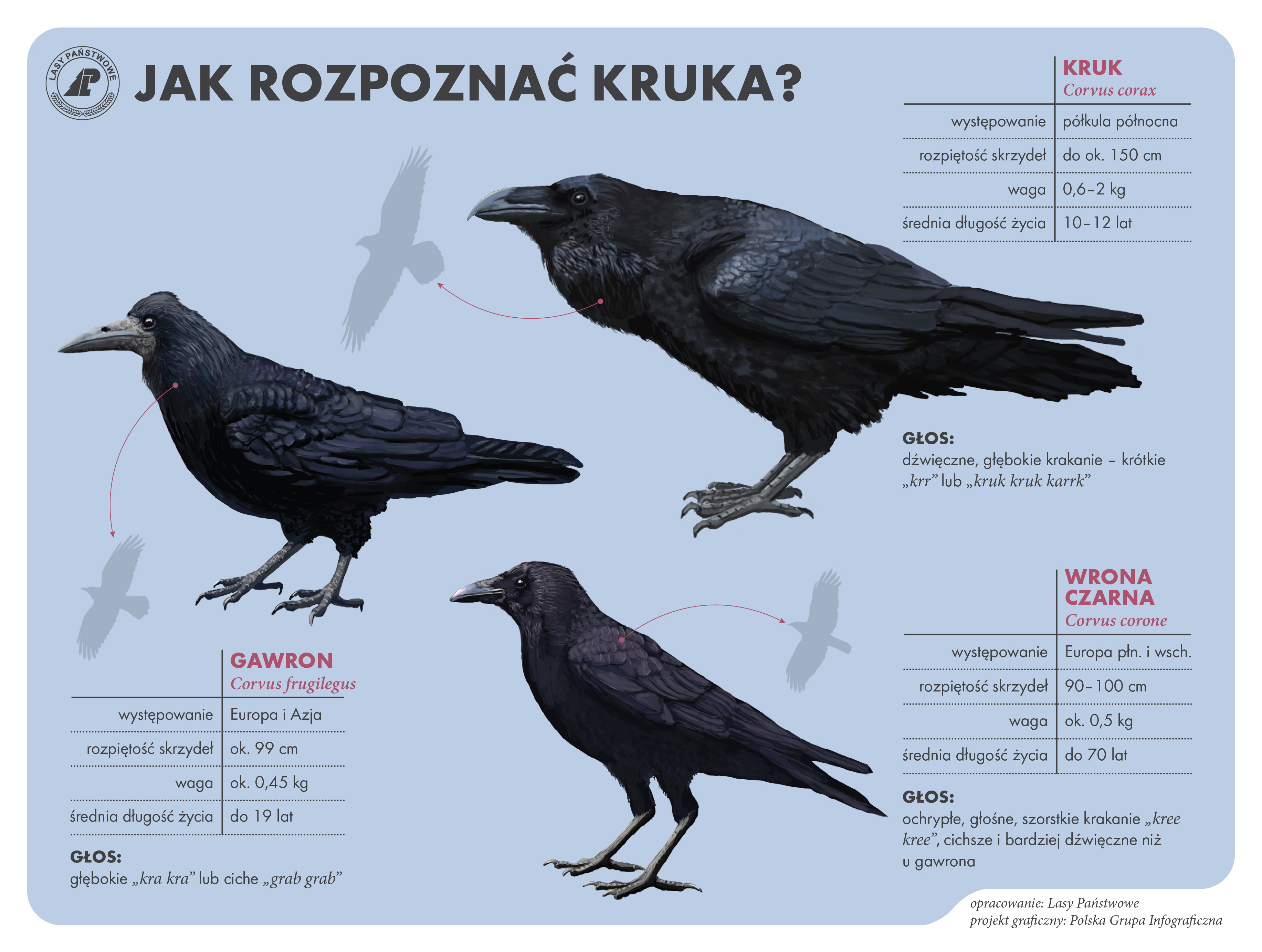 Jak kracze wrona a jak kruk? Foto: wloszakowice.poznan.lasy.gov.pl