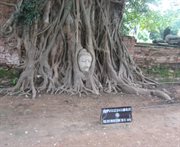 Tajlandia, Ayutthaya, Wat Prasriratthanamahathat, głowa Buddy