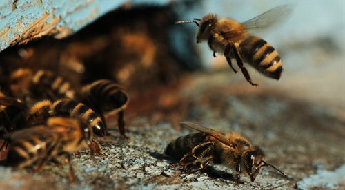 - Z wielu perspektyw pszczołom w mieście jest lepiej niż w warunkach wiejskich - mówi w Czwórce Wiktor Jędrzejewski (zdjęcie ilustracyjne)