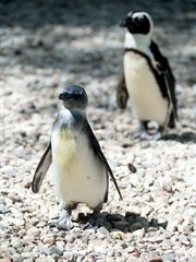 Pingwinek na wybiegu łódzkiego ogrodu zoologicznego
