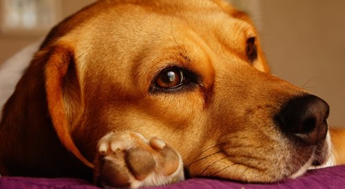 Psy po adopcji potrafią tęsknić za schroniskiem