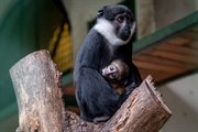 Zoo po raz pierwszy zaprezentowało młode, urodzone 2 sierpnia