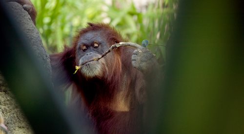 Na Borneo żyje największe skupisko orangutanów na świecie