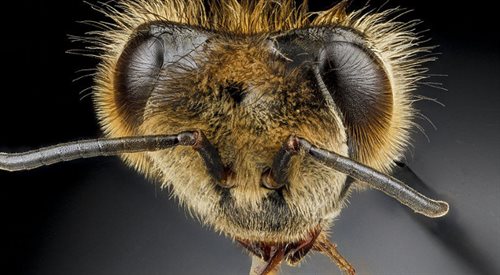 Pszczoła en faceźr.wikimedia.commonsfot.Sdroege