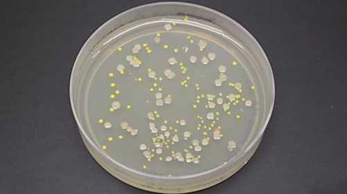 Próbka bakterii z Lake Whillans