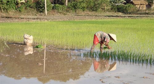 Plantacja ryżu w Laosie