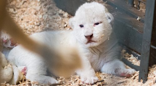 Prywatne ZOO Safari Borysew specjalizuje się w hodowli białych lwów i tygrysów