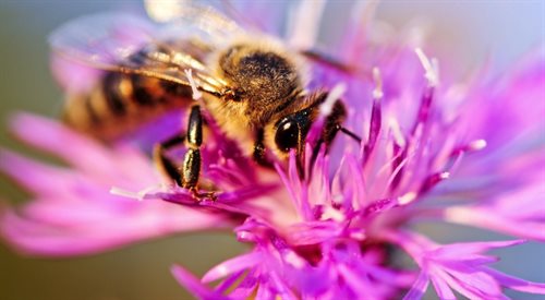 Pszczoły na wymarciu? Takie małe, a wyświadczają nam tak wiele przysług