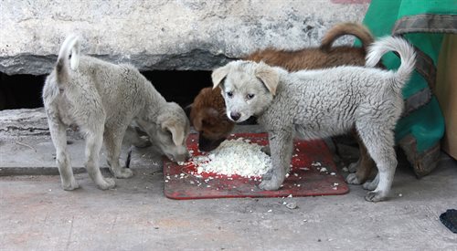 Psy po jedzeniu odczuwają wdzięczność względem cżłowieka